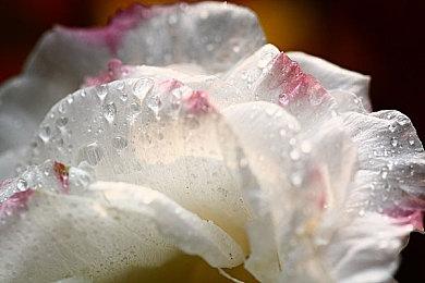 《救国少女之斯娜静歌》现已发售，并公布全新预告片